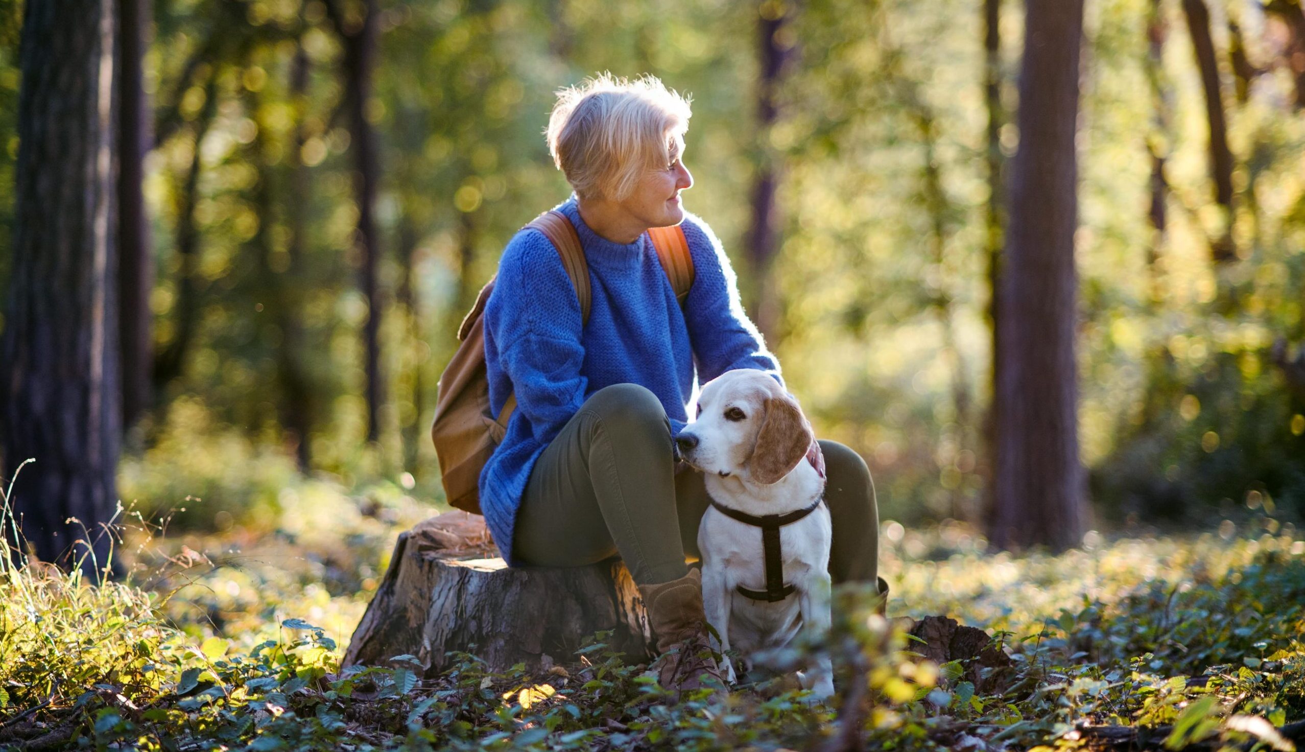 Hund sitzt auf einem Waldweg in der Sonne