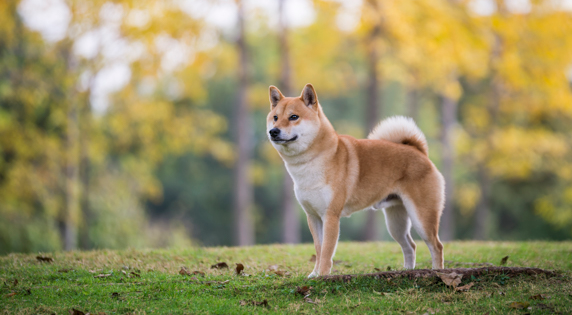 Shiba Inu