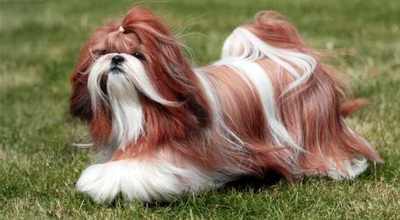 Shih Tzu
