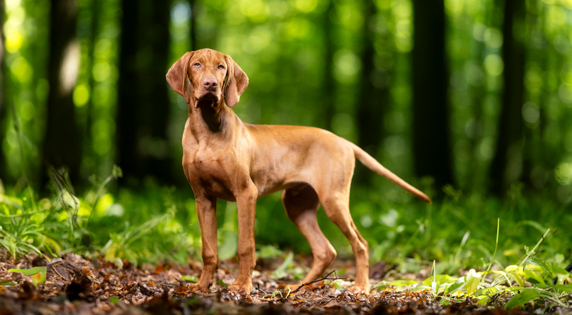Vizsla in het bos