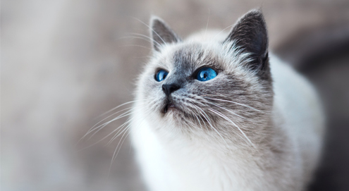 Heilige Birmaan met blauwe ogen