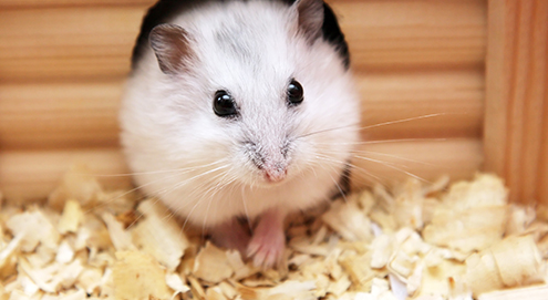 Hamster in een huisje 