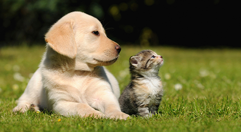 Puppy en kitten op een wei