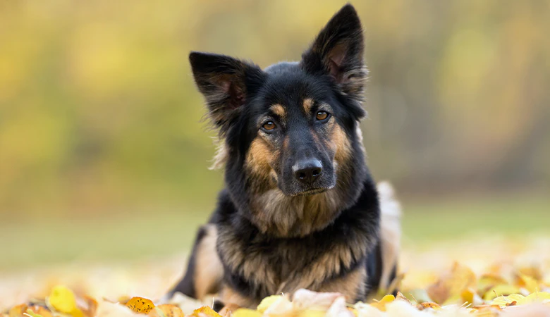 hond liggend in het gras