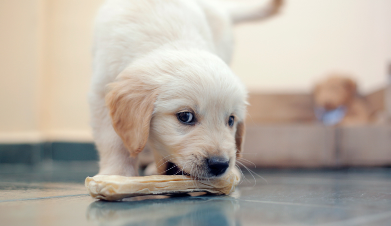 Golden retriever pup met kauwbot