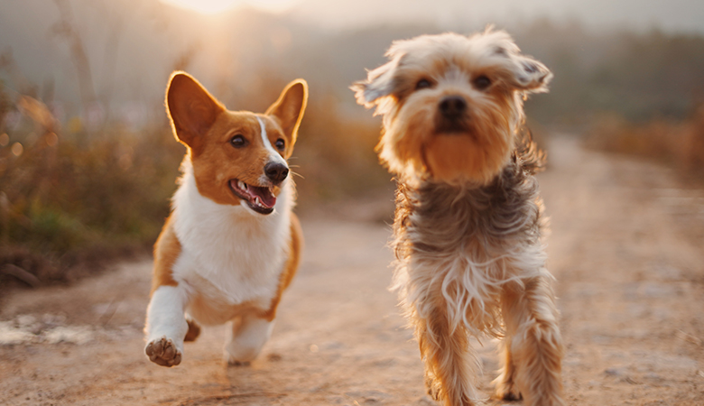 2 honden rennen vrolijk naast elkaar