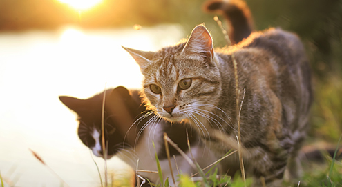 Twee katten