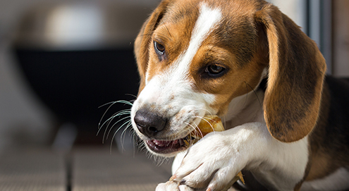 Beagle kaut auf einem Hundeknochen und hält ihn in der Pfote fest