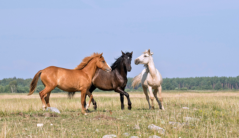 Trois chevaux qui jouent dans un champ