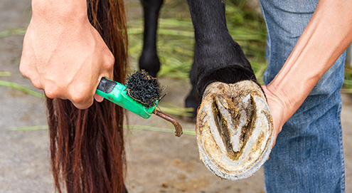 Hoefverzorging paard