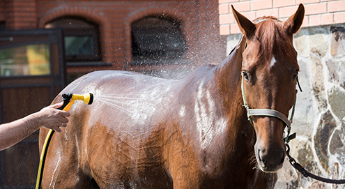 paard wassen