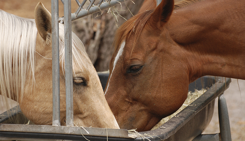 Twee paarden die eten