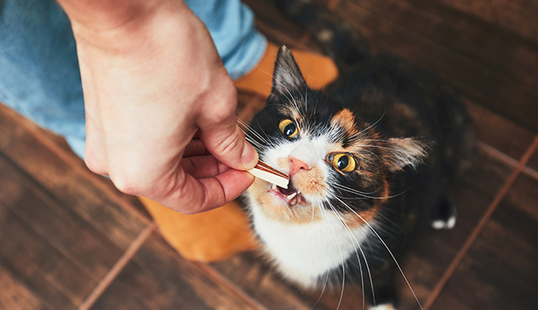 Tandenpoetsen bij je kat