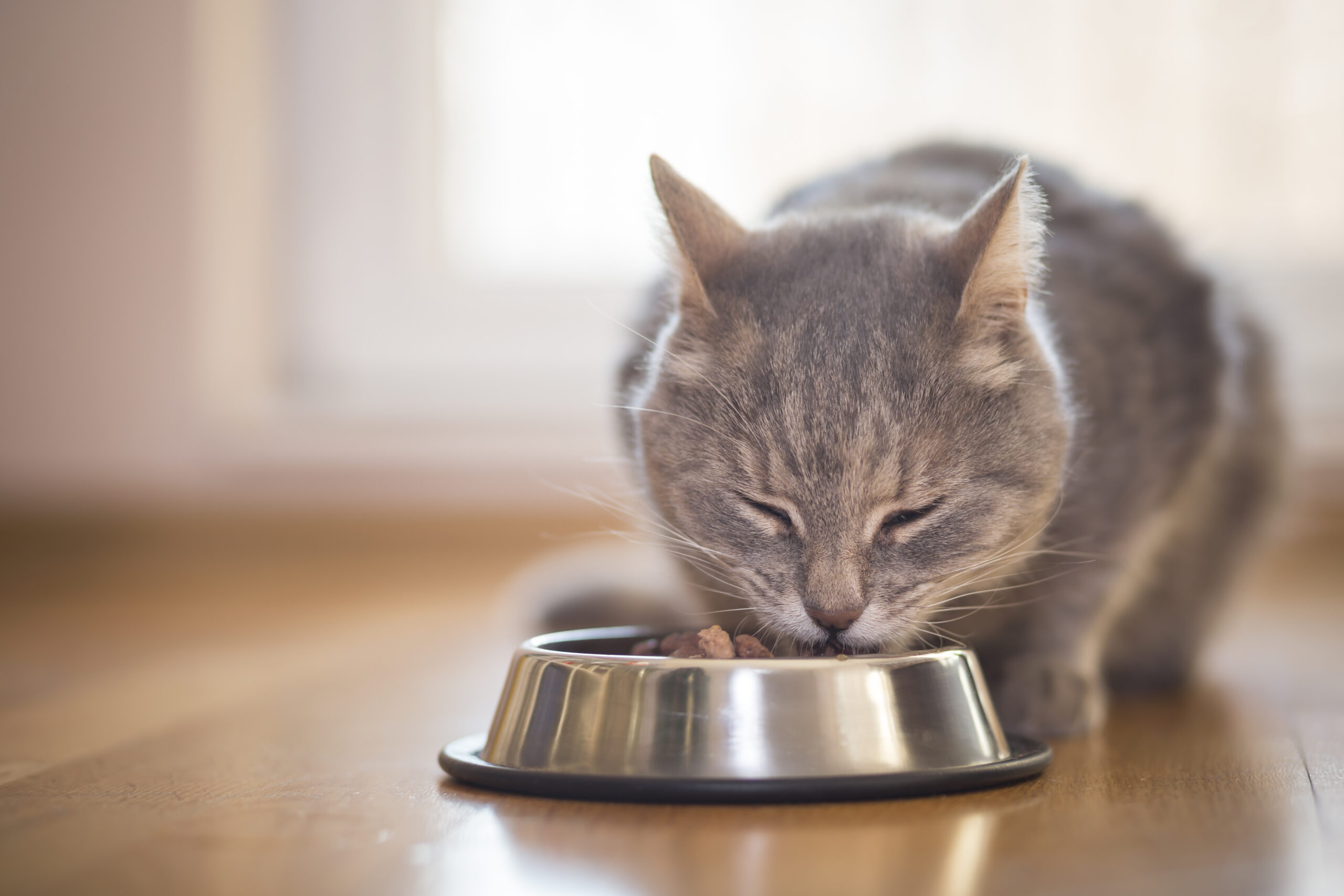 poes met etensbakje 