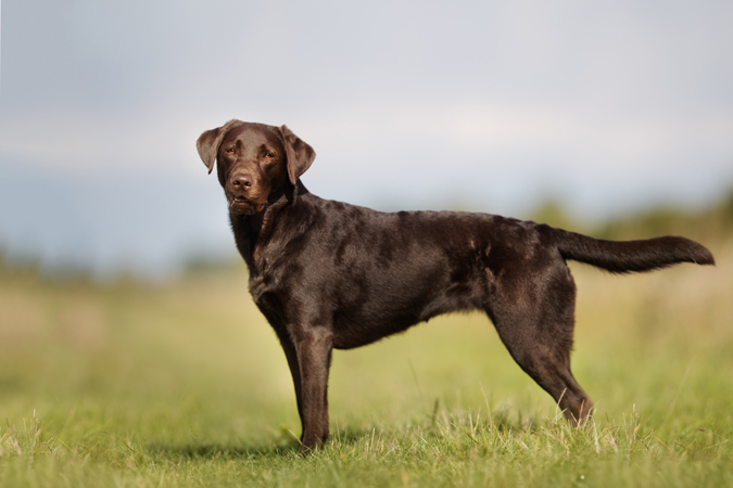 Labrador Retriever