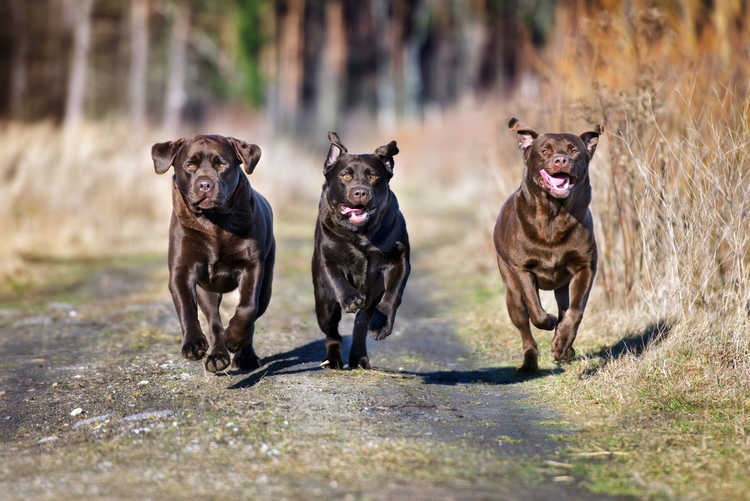 Labrador Retriever