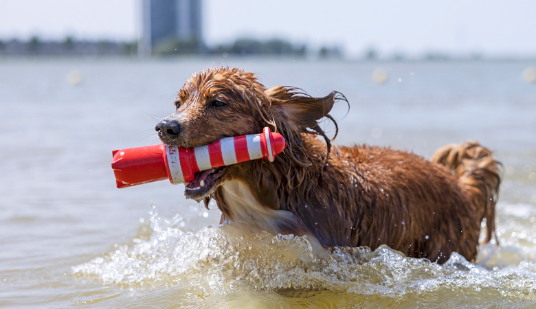 hond vuurtoren