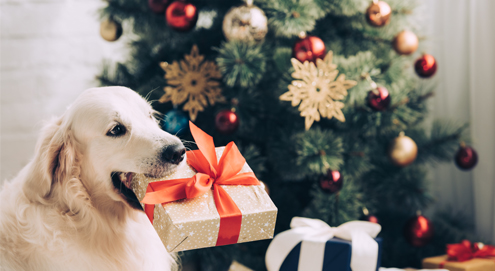 Kerstcadeau hond