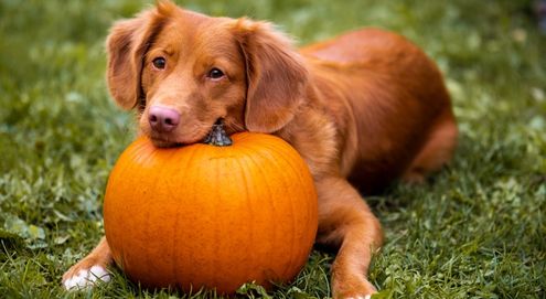 hund-halloween