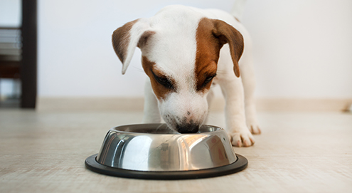 Het belang van de juiste puppyvoeding