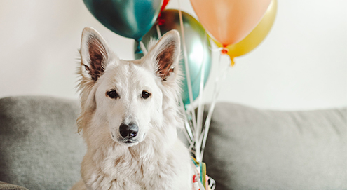 witte hond met ballonen