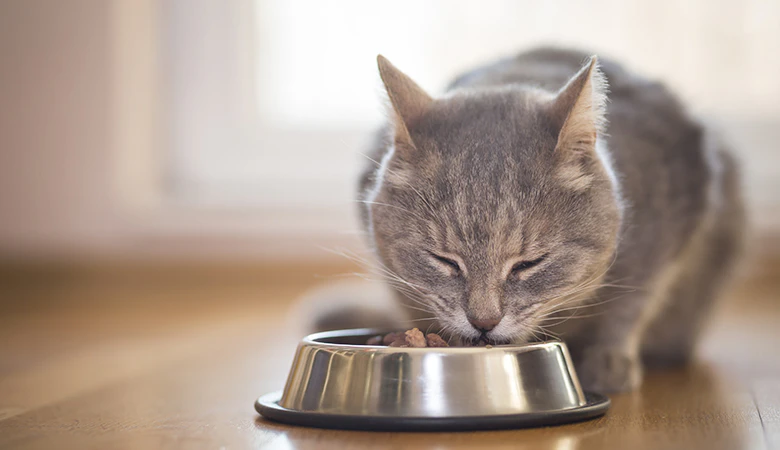 Tea Saponin for Pets supplier Tea Saponin for Pets supplier