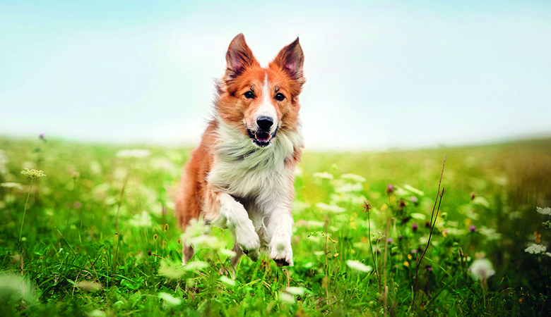 Hond rent door wei met bloemen