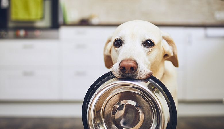 Josera - Waar dierenvreugde en duurzaamheid samenkomen: Een uniek verhaal