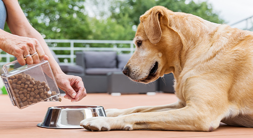 Vetality Diätfutter für Ihren Hund oder Ihre Katze