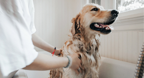 Warum verliert mein Hund Haare?