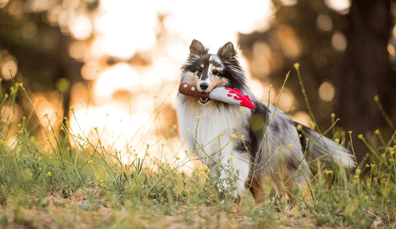 dog with halloween toy