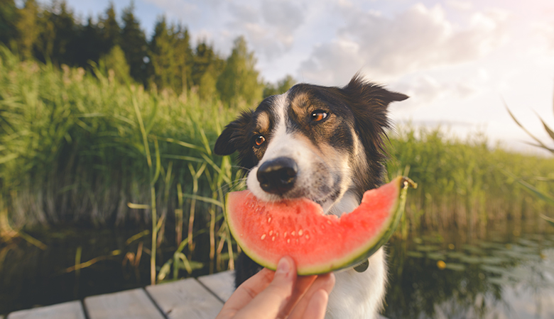 hond eet watermeloen