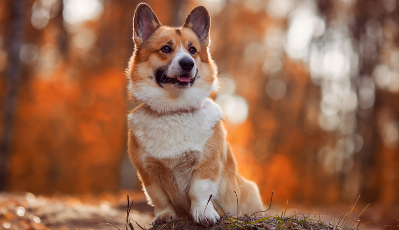 Welsh Corgi in het bos