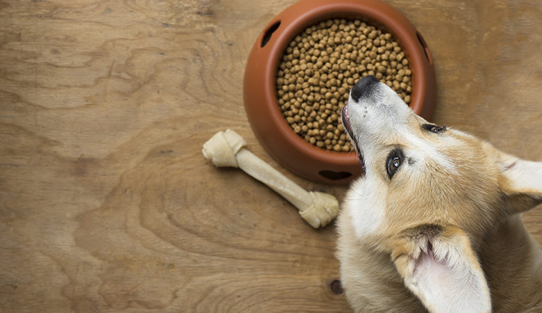 corgi kijkt vragend omhoog boven voerbak