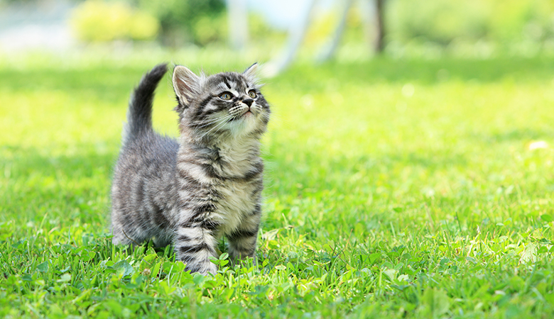 kitten loopt met opgeheven kopje door het gras