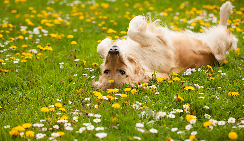 Golden Retriever liegt auf dem Rücken in einer Wiese mit Blumen