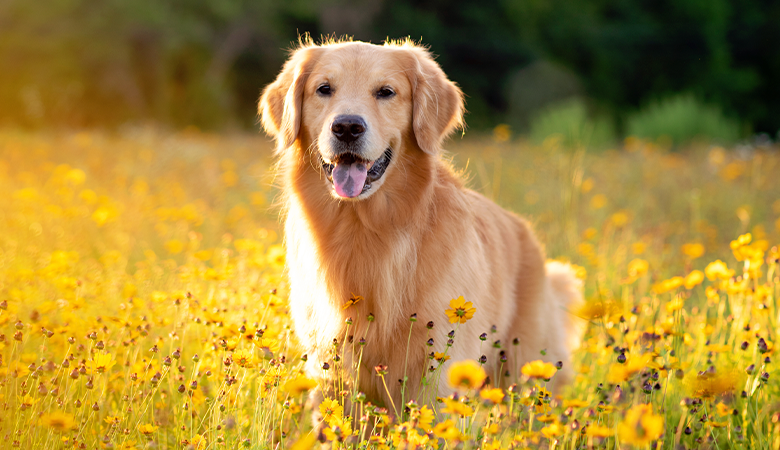 Hond in veld bloemen