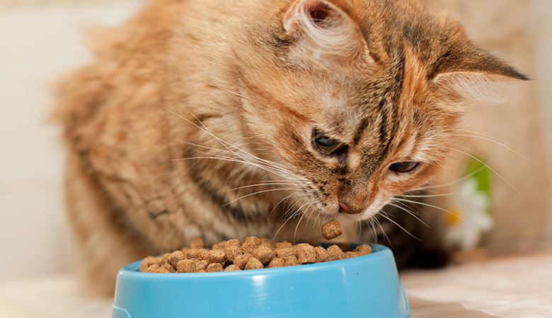 Katze schnuppert nur am Futter | Medpets.de