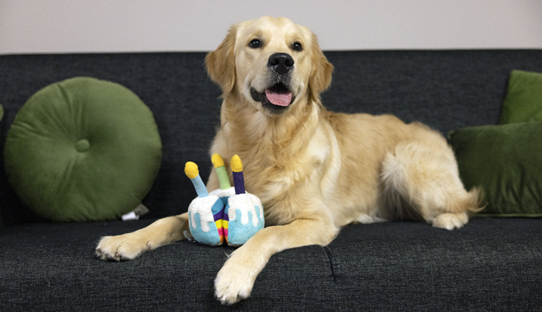 ein weißer Labradoodle sitzt auf einer schwarzen Couch und ist umgeben von Geburtstagsdekoration