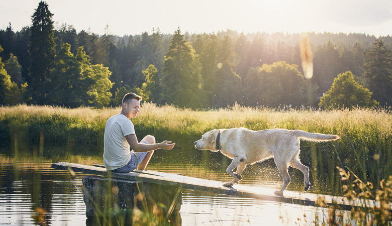 zomer-hond