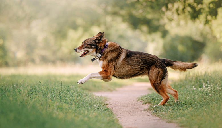 Hond rent over bospaadje