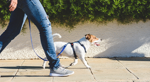 hond wandelen tuigje