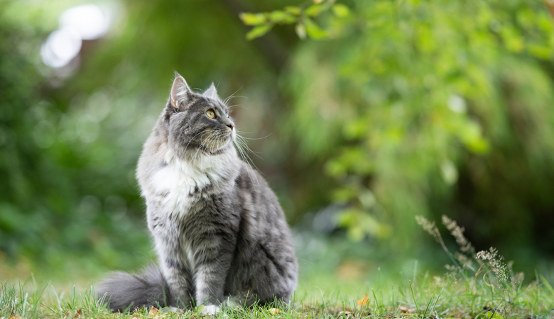 Chat à l'extérieur