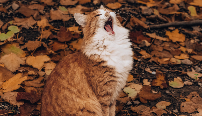 kat zit op de grond met herfstblaadjes en geeuwt