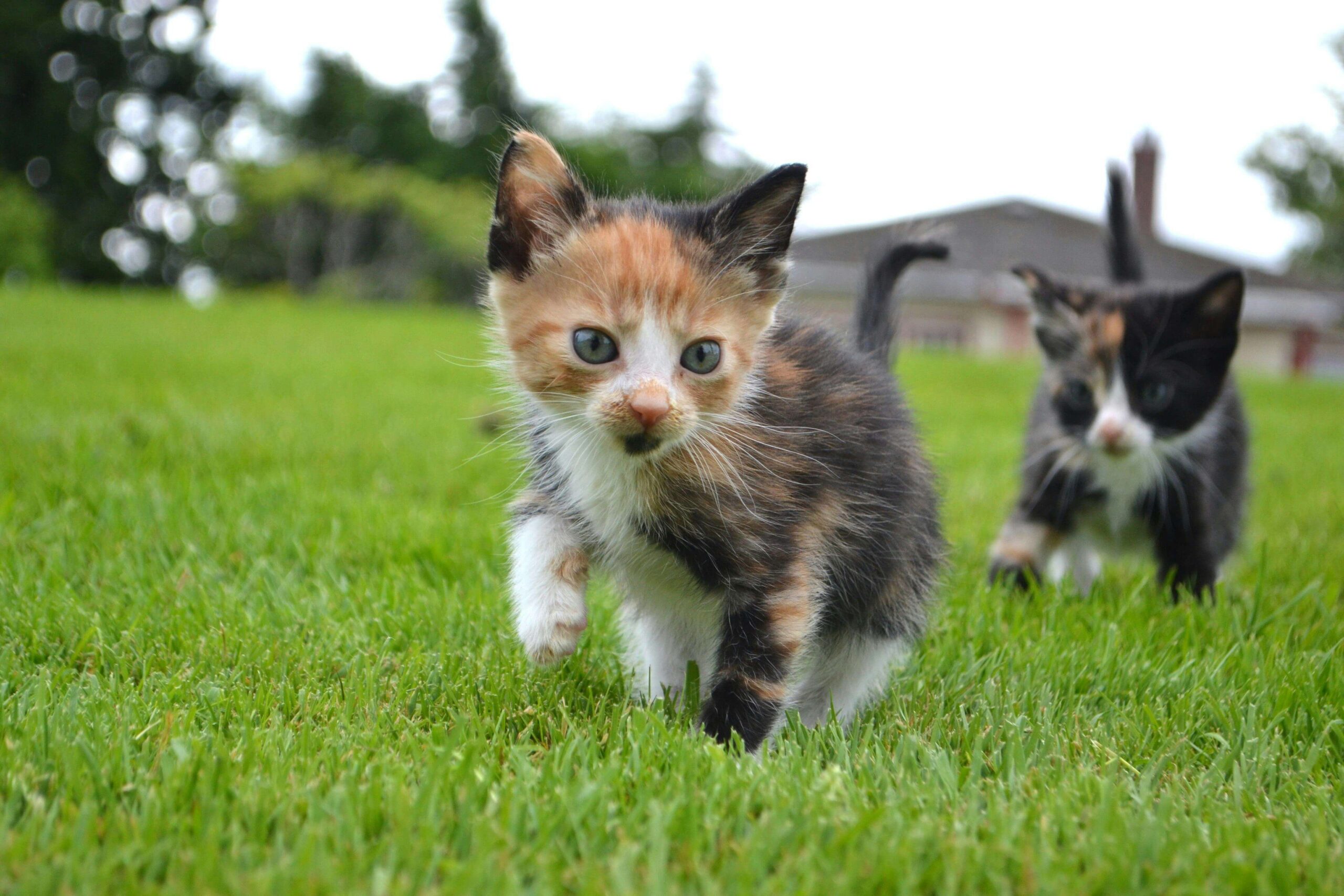 Kitten in gras 