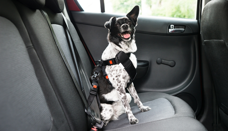 chien transport voiture