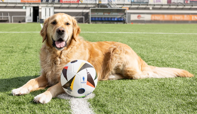 dog-voetbal