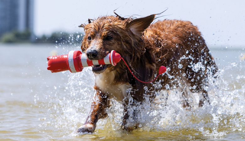 hond-strand