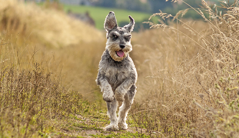 waarom eet een hond aarde