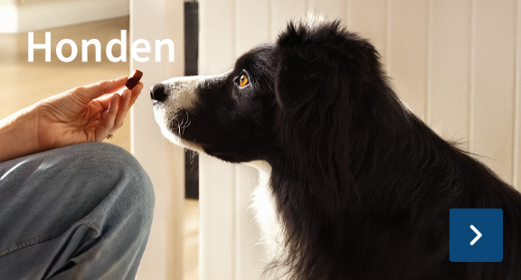 honden